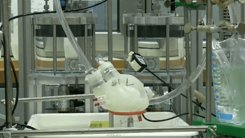 Учёные напечатали мягкое искусственное сердце на 3D-принтере