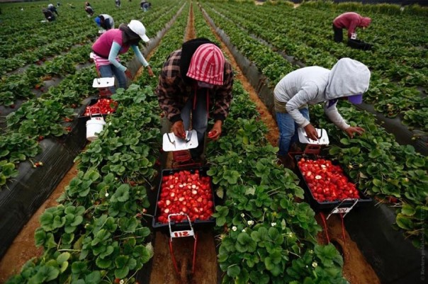 Польша отказывается от украинских «заробитчан»