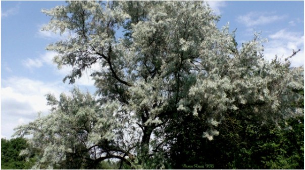 Дерево, которое неприлично называется